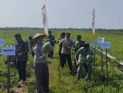 BUMDes Tanjungmojo Kendal Sukses Kembangkan Budidaya Semangka