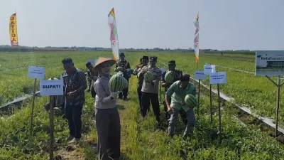 BUMDes Tanjungmojo Kendal Sukses Kembangkan Budidaya Semangka