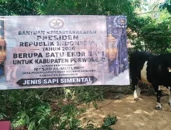 Presiden Prabowo Beri Sapi Kurban 1 Ton untuk Warga Desa di Purworejo, Begini Wujudnya!