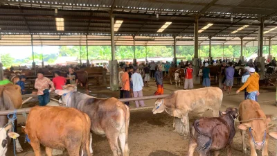 Jelang Iduladha 2026, Harga Sapi Kurban di Jepara Naik hingga Rp 2 Juta