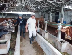 Diberi Jamu Rempah hingga Antiseptik Khusus, Begini Perawatan Sapi Kurban Berkah Beef MAS Jelang Iduladha