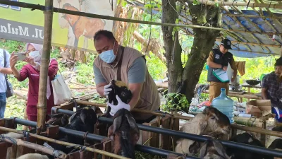 Wabah PMK Sapi Kembali Muncul di Semarang, Satu Anak Sapi Dilaporkan Mati
