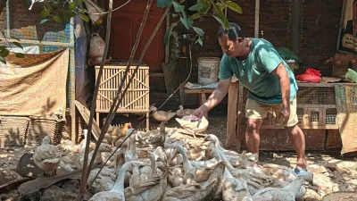 Warga Jati Kulon Kudus Ubah Limbah Organik Jadi Pakan Ternak Ternak