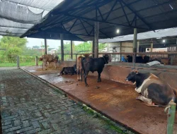 Raup Berkah Jelang Iduladha, Pedagang Sapi di Pati Laris Manis Kirim Ratusan Ekor ke Luar Daerah