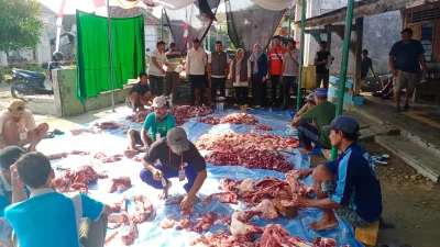 Sapi Kurban Presiden Prabowo di Pati Hasilkan 350 Kg Daging