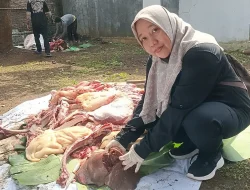Dispaperta Batang Temukan Cacing Hati pada Sapi Kurban, Warga Diimbau Waspada
