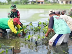 Tahan Ancaman Abrasi Pantai, 1.000 Pohon Mangrove Ditanam Serentak di Ketapang Pemalang