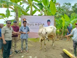 Gerindra Purworejo Sembelih Sapi Kurban Bantuan Mensesneg Prasetyo Hadi