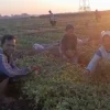 Permintaan Bibit Tembakau di Kendal Capai 25 Ribu Batang per Hari