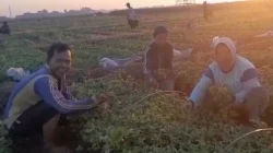 Permintaan Bibit Tembakau di Kendal Capai 25 Ribu Batang per Hari