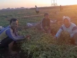 Permintaan Bibit Tembakau di Kendal Capai 25 Ribu Batang per Hari