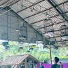 Lomba Burung Berkicau di Purworejo, Kolaborasi Seni Budaya dan UMKM