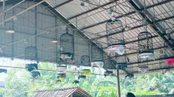 Lomba Burung Berkicau di Purworejo, Kolaborasi Seni Budaya dan UMKM