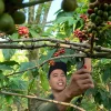 Cuaca Ekstrem, Panen Kopi di Tempur Jepara Diperkirakan Turun