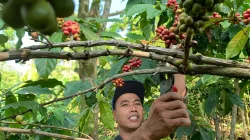 Cuaca Ekstrem, Panen Kopi di Tempur Jepara Diperkirakan Turun