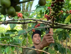 Cuaca Ekstrem, Panen Kopi di Tempur Jepara Diperkirakan Turun