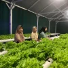 Petani Perempuan di Desa Tempur Jepara Bangun Kemandirian Lewat Selada Hidroponik