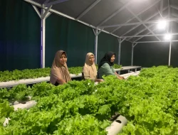 Petani Perempuan di Desa Tempur Jepara Bangun Kemandirian Lewat Selada Hidroponik
