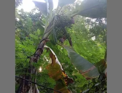 Pohon Pisang Ambon Berbuah Tiga Tandan Hebohkan Warga Kaligono Purworejo