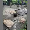 Gembira Loka Zoo Bawa 50 Satwa ke The Park Mall Semarang, Ada Keseruan Apa Saja? Cek Jadwalnya!