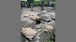 Gembira Loka Zoo Bawa 50 Satwa ke The Park Mall Semarang, Ada Keseruan Apa Saja? Cek Jadwalnya!