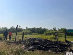 23 Ekor Kambing di Kudus Hangus Terbakar Gara-Gara Obat Nyamuk Tradisional, Sisa 1 yang Lolos