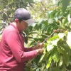 Jelang Panen Raya, Harga Kopi di Pati Malah Turun, Petani Berharap Harga Cepat Naik