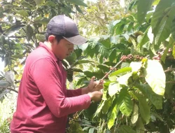 Jelang Panen Raya, Harga Kopi di Pati Malah Turun, Petani Berharap Harga Cepat Naik