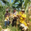 Tembus 18 Ton! Polsek Dawe Turun Langsung Kawal Panen Raya Jagung Melimpah di Kajar