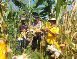 Tembus 18 Ton! Polsek Dawe Turun Langsung Kawal Panen Raya Jagung Melimpah di Kajar