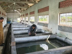 Permintaan Benih Ikan BBI Hadipolo Kudus Laris Manis Sampai Luar Kota