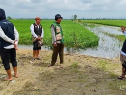 Dispertan Kudus Usulkan Program Mina Padi di Tiga Desa