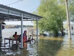 Banjir Rob di Desa Tunggulsari Pati Kian Parah, Kerugian Capai Rp 2 Miliar