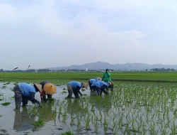 Rupiah Melemah Dolar Meroket, Petani Pati Teriak Harga Pupuk Nonsubsidi Makin Mencekik