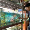 Pemadaman Listrik Bergilir di Jepara, Pedagang Ikan Hias Rugi Ratusan Ribu