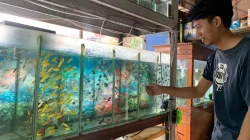 Pemadaman Listrik Bergilir di Jepara, Pedagang Ikan Hias Rugi Ratusan Ribu