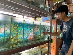 Pemadaman Listrik Bergilir di Jepara, Pedagang Ikan Hias Rugi Ratusan Ribu