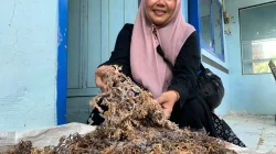 Kelompok Perempuan Jaya Samudera Olah Rumput Laut Jepara Jadi Berbagai Produk Makanan dan Minuman
