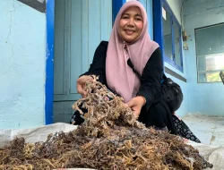Kelompok Perempuan Jaya Samudera Olah Rumput Laut Jepara Jadi Berbagai Produk Makanan dan Minuman