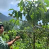 Perjuangan Petani Perempuan Kopi Tempur Mengubah Nasib Keluarga