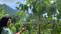Perjuangan Petani Perempuan Kopi Tempur Mengubah Nasib Keluarga