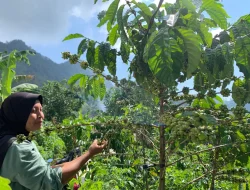 Perjuangan Petani Perempuan Kopi Tempur Mengubah Nasib Keluarga