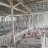 Produktivitas Capai 90 Persen, Bebek Petelur BUMDes Sido Dadi Bojanegara Pasok Program MBG dan Dongkrak PADes