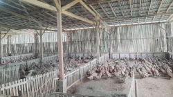 Produktivitas Capai 90 Persen, Bebek Petelur BUMDes Sido Dadi Bojanegara Pasok Program MBG dan Dongkrak PADes