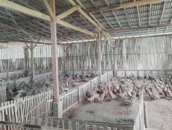 Produktivitas Capai 90 Persen, Bebek Petelur BUMDes Sido Dadi Bojanegara Pasok Program MBG dan Dongkrak PADes