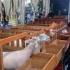 Kontes Dombos Wonosobo Dorong Pelestarian Populasi dan Ekonomi