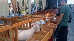 Kontes Dombos Wonosobo Dorong Pelestarian Populasi dan Ekonomi