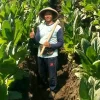 Petani Tembakau Kendal Kejar Kualitas Premium, Harapkan Harga Tembus Rp 70 Ribu per Kg