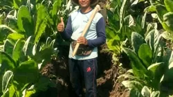 Petani Tembakau Kendal Kejar Kualitas Premium, Harapkan Harga Tembus Rp 70 Ribu per Kg