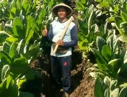 Petani Tembakau Kendal Kejar Kualitas Premium, Harapkan Harga Tembus Rp 70 Ribu per Kg